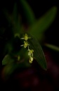 Pruinosa_cf__pruinosa_1.jpg