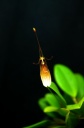 Nom du fichier=Restrepia_trichoglossa.jpg
Taille du fichier=52Ko
Dimensions : 531x800
Ajouté le : 13 Octobre 2013 Restrepia_trichoglossa.jpg