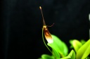 Restrepia_trichoglossa_1.jpg