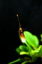 Restrepia_trichoglossa_2.jpg