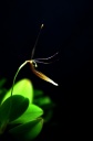 Restrepia_trichoglossa_3.jpg