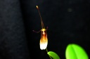 Restrepia_trichoglossa_4.jpg