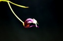 Scaphosepalum_sw__.jpg