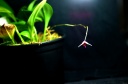 Scaphosepalum_sw___1.jpg
