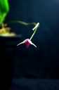 Scaphosepalum_sw___2.jpg