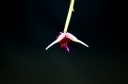 Scaphosepalum_sw___3.jpg