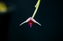 Scaphosepalum_sw___4.jpg