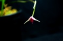 Scaphosepalum_sw___5.jpg
