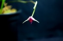 Scaphosepalum_sw___6.jpg