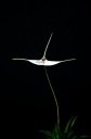 Trisetella_4.jpg