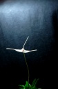 Trisetella_5.jpg