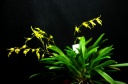 orchid_1.jpg