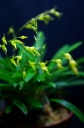 orchid_3.jpg