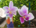 orchidee.png