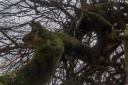 Nom du fichier=IMG_6674.jpg
Taille du fichier=203Ko
Dimensions : 800x533
Ajouté le : 17 Février 2018 IMG_6674.jpg