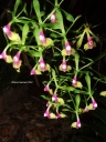 DSCF2885.jpg