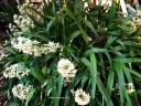 DSCF2896.jpg