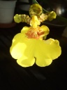 Nom du fichier=oncidiumx_fleurs_1.jpg
Taille du fichier=27Ko
Dimensions : 450x600
Ajouté le : 25 Mai 2012 oncidiumx_fleurs_1.jpg