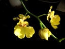 Nom du fichier=oncidiumx_fleurs_2.jpg
Taille du fichier=28Ko
Dimensions : 600x450
Ajouté le : 25 Mai 2012 oncidiumx_fleurs_2.jpg