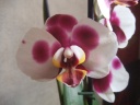 DSCF2978.JPG