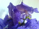 DSC00530.JPG