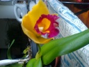 DSC00664.JPG