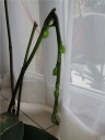 juin2C_juillet_2012_145V2.JPG