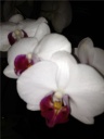Nom du fichier=orchidees_2_006.JPG
Taille du fichier=86Ko
Dimensions : 600x800
Ajouté le : 19 Juillet 2012 orchidees_2_006.JPG