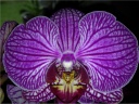 Nom du fichier=orchidees_2_008.JPG
Taille du fichier=138Ko
Dimensions : 600x451
Ajouté le : 19 Juillet 2012 orchidees_2_008.JPG