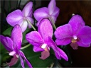 Nom du fichier=orchidees_2_009.JPG
Taille du fichier=111Ko
Dimensions : 600x451
Ajouté le : 19 Juillet 2012 orchidees_2_009.JPG