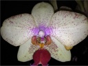 Nom du fichier=orchidees_2_014.JPG
Taille du fichier=108Ko
Dimensions : 600x451
Ajouté le : 19 Juillet 2012 orchidees_2_014.JPG
