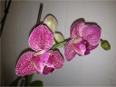 Nom du fichier=orchidees_2_015.JPG
Taille du fichier=107Ko
Dimensions : 600x451
Ajouté le : 19 Juillet 2012 orchidees_2_015.JPG