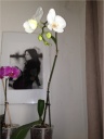 Nom du fichier=orchidees_2_017.JPG
Taille du fichier=80Ko
Dimensions : 451x600
Ajouté le : 19 Juillet 2012 orchidees_2_017.JPG