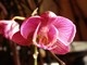 DSC02962bis.jpg