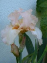 P1010636_28Copier29.JPG