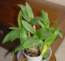 DendrobiumCompactum-B2.jpg