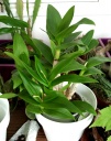 DendrobiumCompactum-B7.jpg