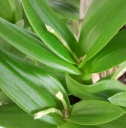 DendrobiumCompactum-B8.jpg