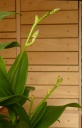 DendrobiumCompactum-B9.jpg