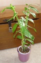 Nom du fichier=DendrobiumNobile-C1.jpg
Taille du fichier=273Ko
Dimensions : 393x600
Ajouté le : 16 Août 2012 DendrobiumNobile-C1.jpg