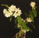 DendrobiumNobile-C4.jpg