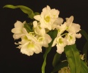DendrobiumNobile-C5.jpg