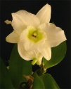 DendrobiumNobile-C6.jpg