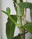 Nom du fichier=DendrobiumNobile-C9.jpg
Taille du fichier=126Ko
Dimensions : 564x700
Ajouté le : 16 Août 2012 DendrobiumNobile-C9.jpg