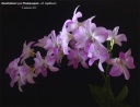 Nom du fichier=DendrobiumTypePhalaenopsis-F3.jpg
Taille du fichier=118Ko
Dimensions : 800x615
Ajouté le : 14 Septembre 2012 DendrobiumTypePhalaenopsis-F3.jpg