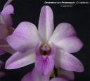 Nom du fichier=DendrobiumTypePhalaenopsis-F5.jpg
Taille du fichier=190Ko
Dimensions : 800x730
Ajouté le : 14 Septembre 2012 DendrobiumTypePhalaenopsis-F5.jpg