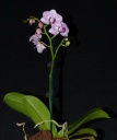Phalaenopsis-D-10.jpg