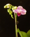 Phalaenopsis-D-14.jpg