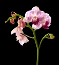 Phalaenopsis-D-4.jpg