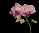 Phalaenopsis-D-6.jpg